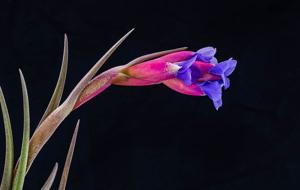 Tillandsia winkleri