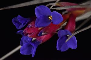Tillandsia aeranthos