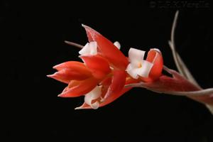 Tillandsia recurvifolia