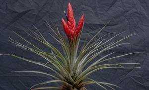 Tillandsia rhomboidea