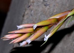 Tillandsia aeranthos