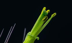 Tillandsia schiedeana