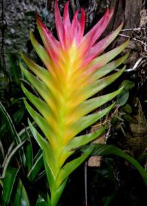Vriesea erythrodactylon