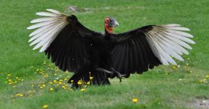 Bucorvus leadbeateri