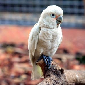 Cacatua goffiniana