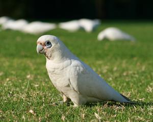 Cacatua sanguinea