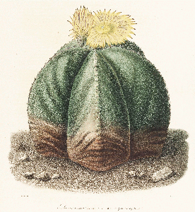 Cylindropuntia kelvinensis