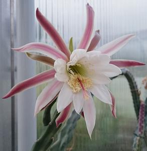Cereus spegazzinii