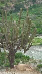 Cereus fricii