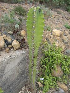 Cereus aethiops