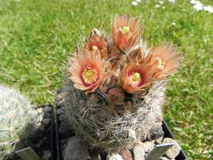 Escobaria dasyacantha subsp. chaffeyi