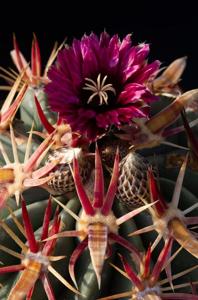 Ferocactus latispinus