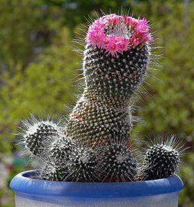 Mammillaria spinosissima