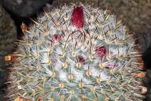 Mammillaria haageana