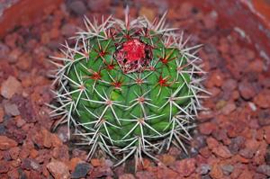 Melocactus pachyacanthus