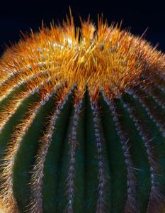 Uebelmannia pectinifera subsp. flavispina