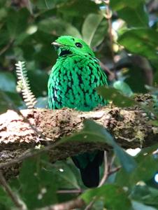 Calyptomena whiteheadi