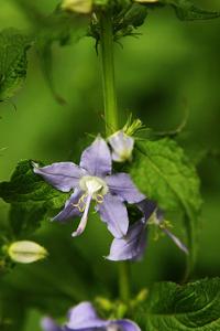 Campanula americana