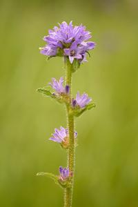 Campanula cervicaria