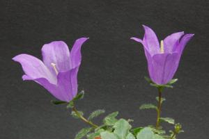 Campanula morettiana