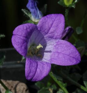Campanula morettiana