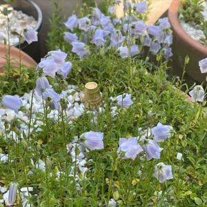 Campanula cochleariifolia