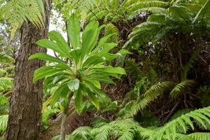 Clermontia montis-loa