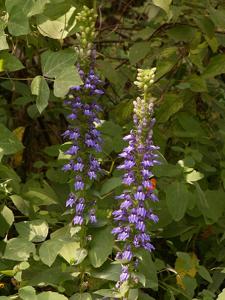 Lobelia siphilitica