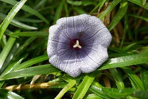 Nesocodon mauritianus