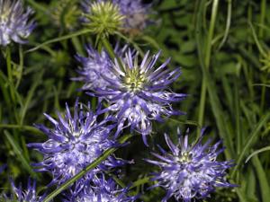 Phyteuma scheuchzeri