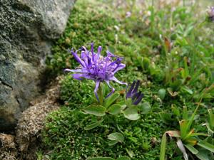 Phyteuma globulariifolium
