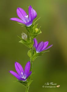 Triodanis perfoliata