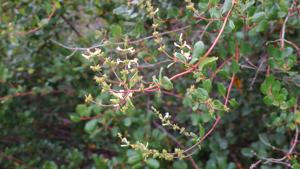 Lonicera subspicata