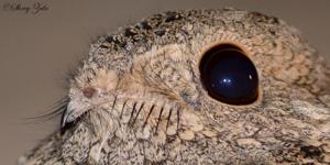 Caprimulgus mahrattensis