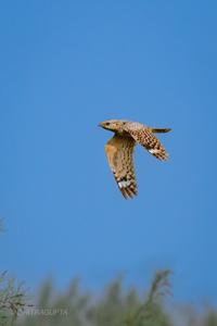 Caprimulgus mahrattensis