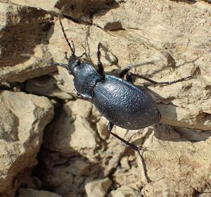 Carabus convexus