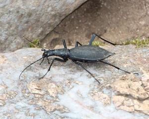 Carabus blaptoides