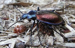 Carabus hispanus