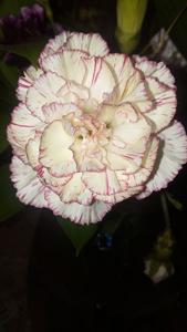 Dianthus caryophyllus