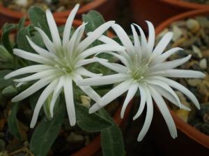 Silene hookeri subsp. bolanderi