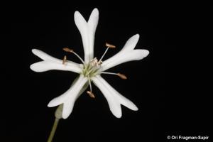 Silene schimperiana