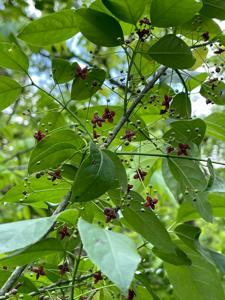 Euonymus atropurpureus