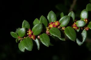 Maytenus chubutensis