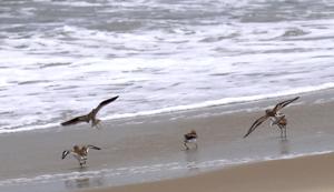 Anarhynchus leschenaultii