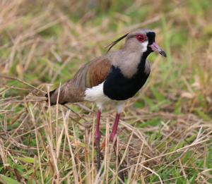 Vanellus chilensis lampronotus