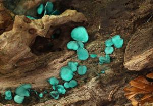 Chlorociboria aeruginascens