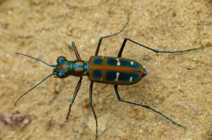 Cicindela duponti