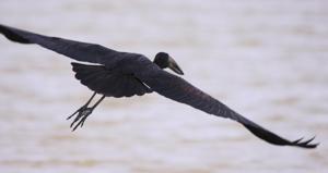 Anastomus lamelligerus