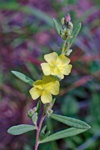 Crocanthemum rosmarinifolium