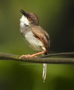 Prinia hodgsonii